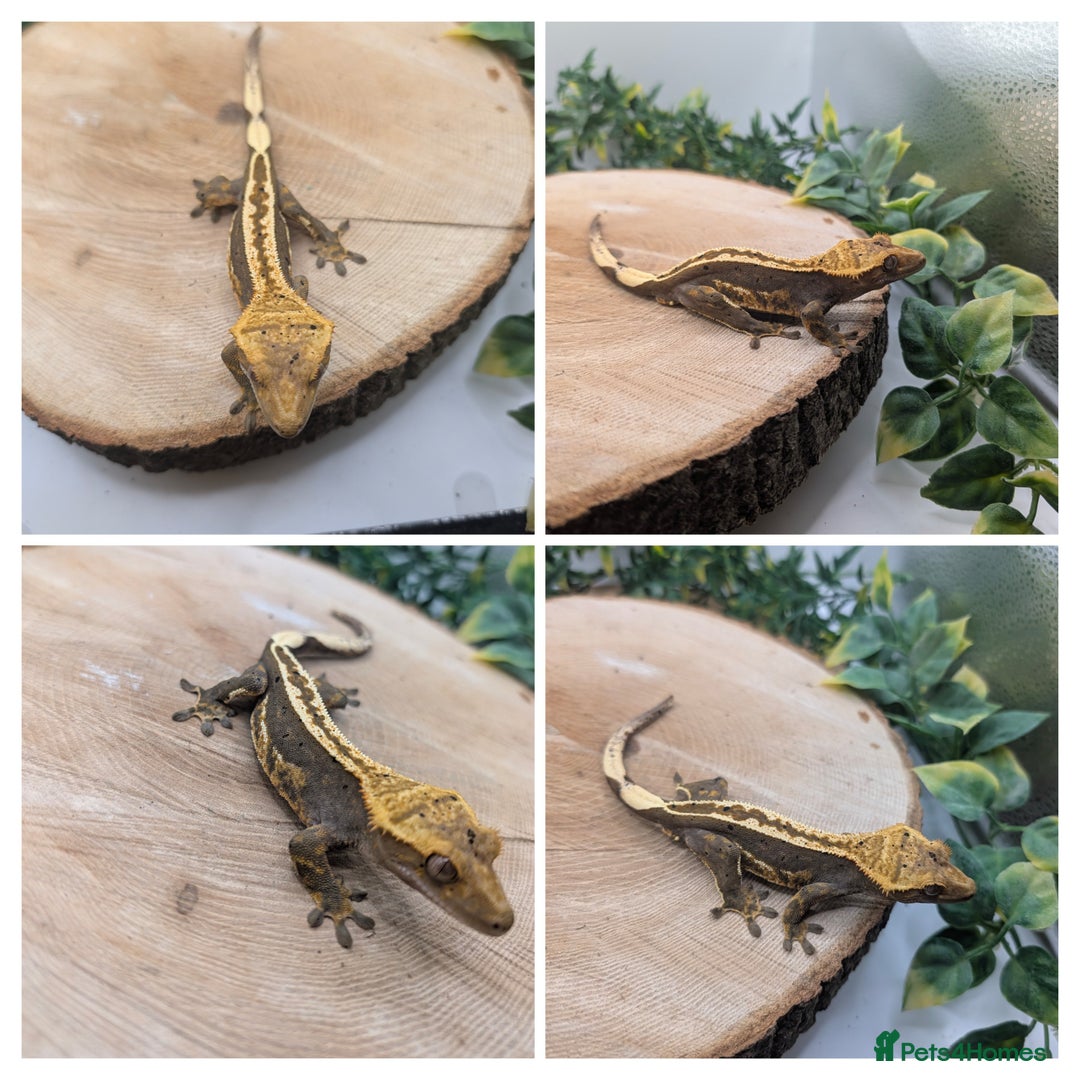 Gecko reptiles for sale: Mixed Morph Crested Gecko - Advert 4