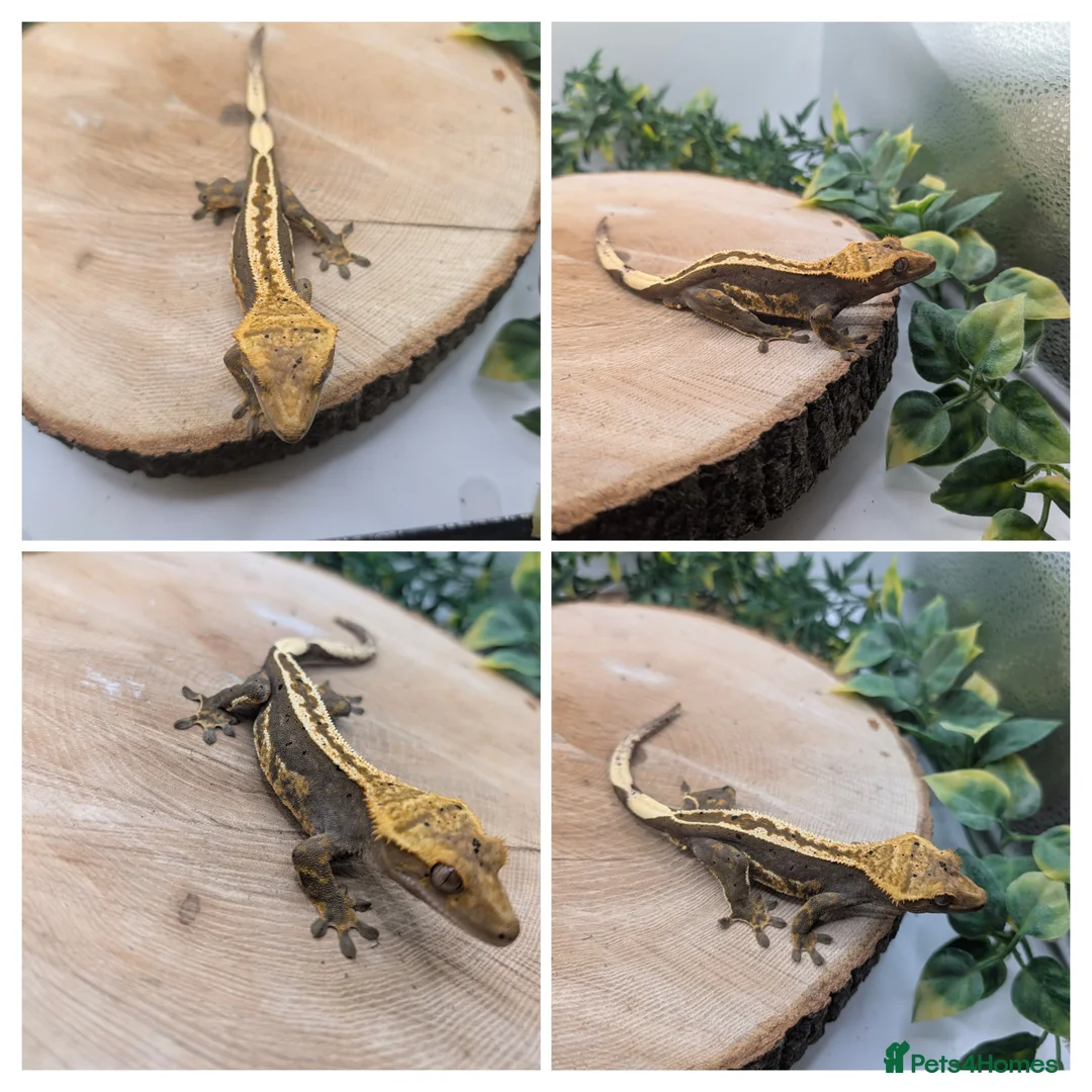 Gecko reptiles for sale: Mixed Morph Crested Gecko - Advert 5