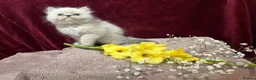 Persian cats for sale: 3 CHEEKY COLOURPOINT PERSIAN BOYS (READY FRI 17TH) - Advert 7