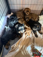 Shihpoo dogs - Advert 1