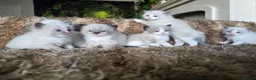 Ragdoll cats for sale: Pure Ragdoll Kittens 🌸 - Advert 14
