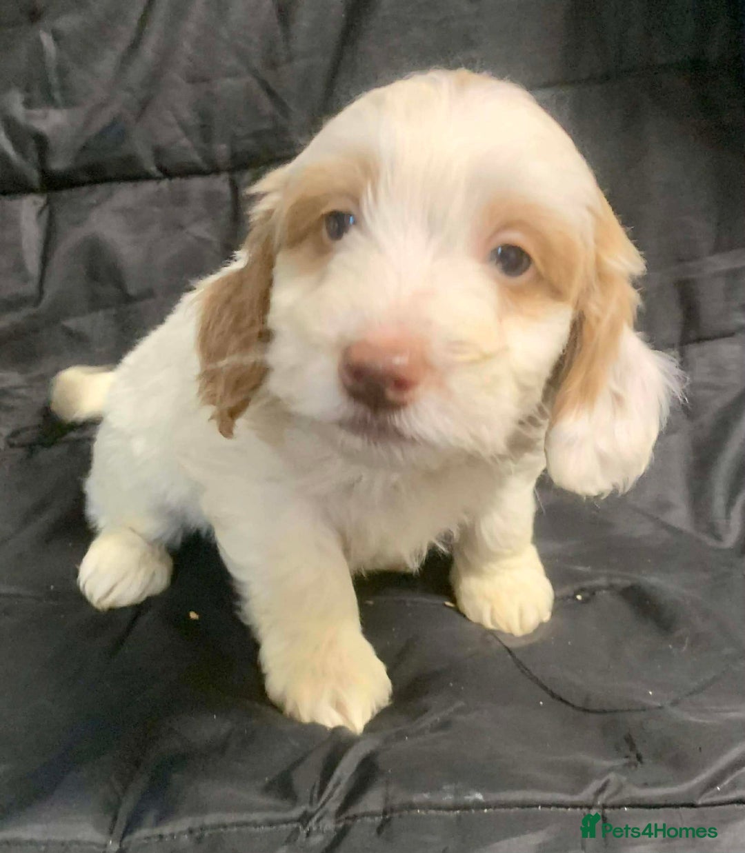 Cockapoo dogs for sale: F1 Cockapoo puppies ready now  - Advert 5