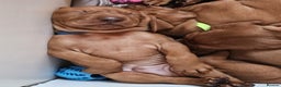 Hungarian Vizsla dogs for sale: Hungarian Vizsla Puppies – Ready Soon! - Advert 4