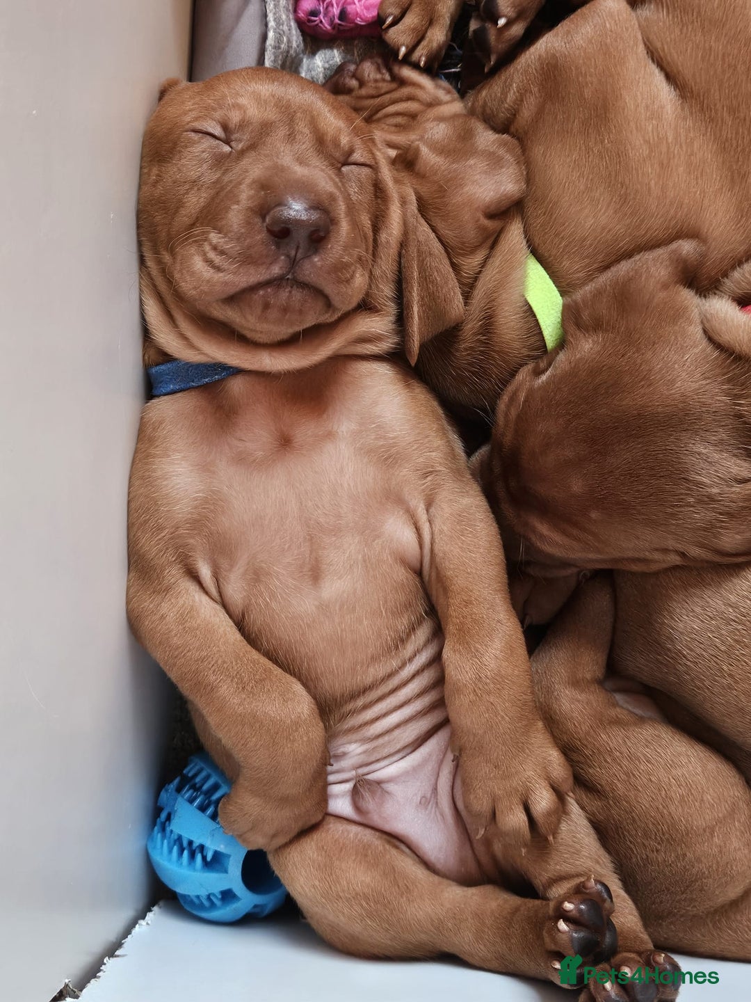 Hungarian Vizsla dogs for sale: Hungarian Vizsla Puppies – Ready Soon! - Advert 4