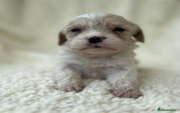 Cavachon dogs for sale: Beautiful Cavashon puppies  - Image 5