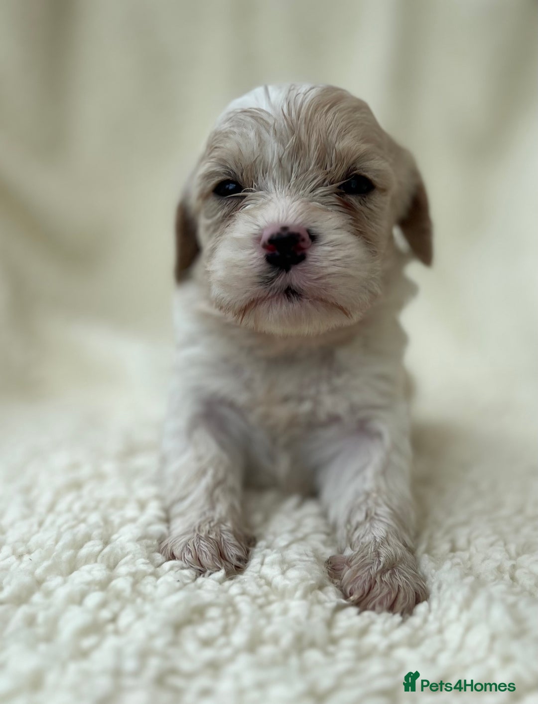 Cavachon dogs for sale: Beautiful Cavashon puppies  - Image 5