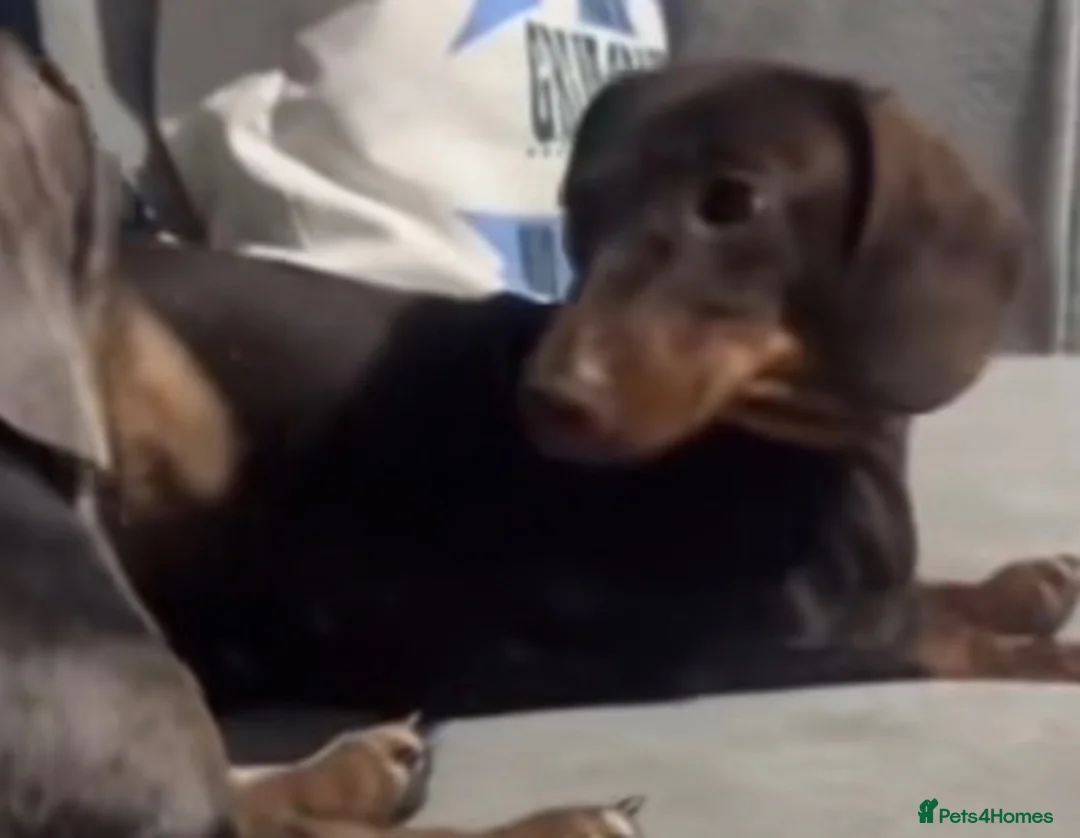 Miniature Dachshund dogs for sale: Dachund female  - Advert 2