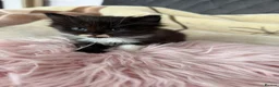 Mixed Breed cats for sale: Adorable fluffy kittens looking for loving family - Advert 3