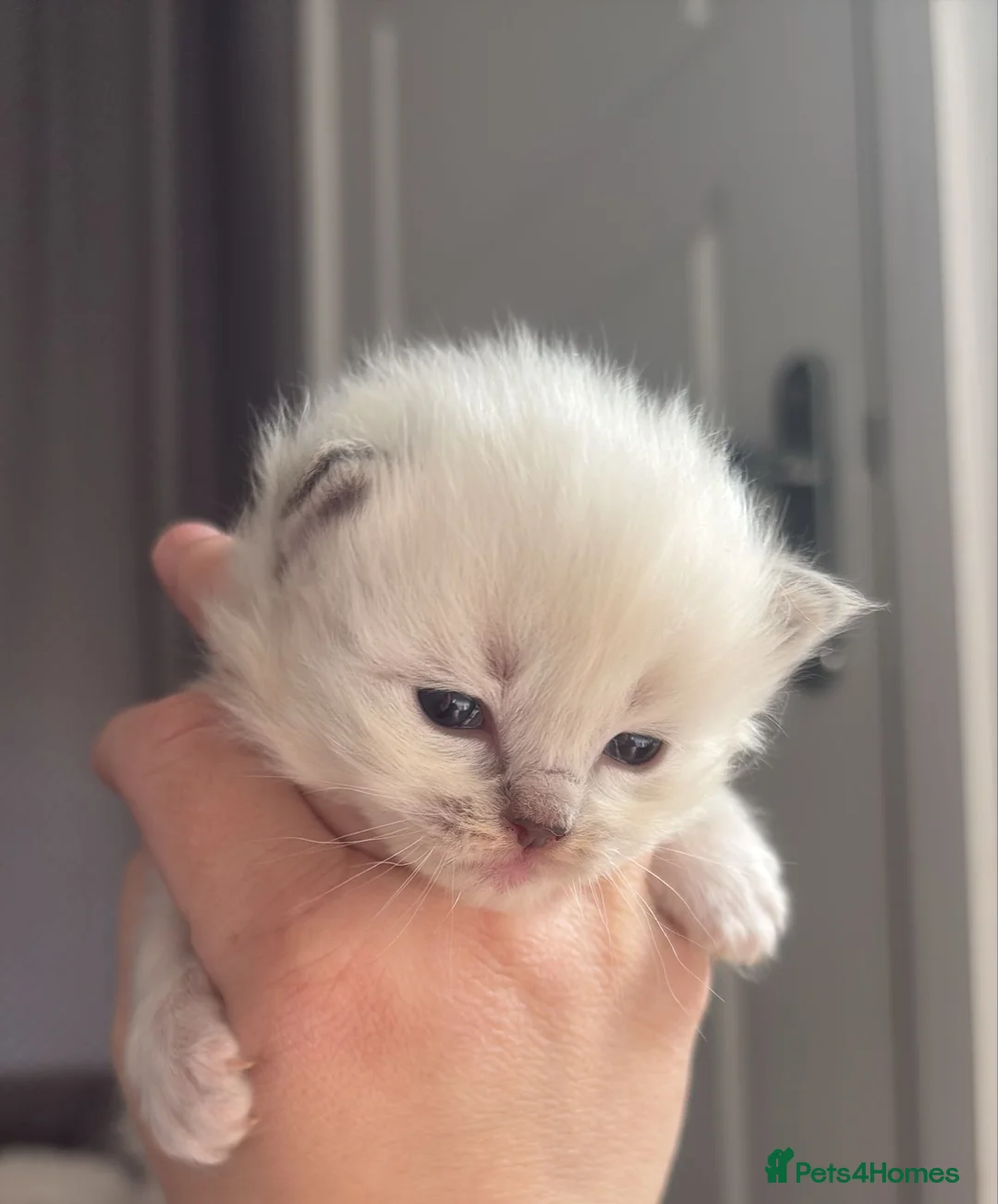 Ragdoll cats for sale: 6 ragdoll kittens  - Advert 5