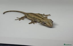 Gecko reptiles for sale: Gargoyle Geckos  - Image 6