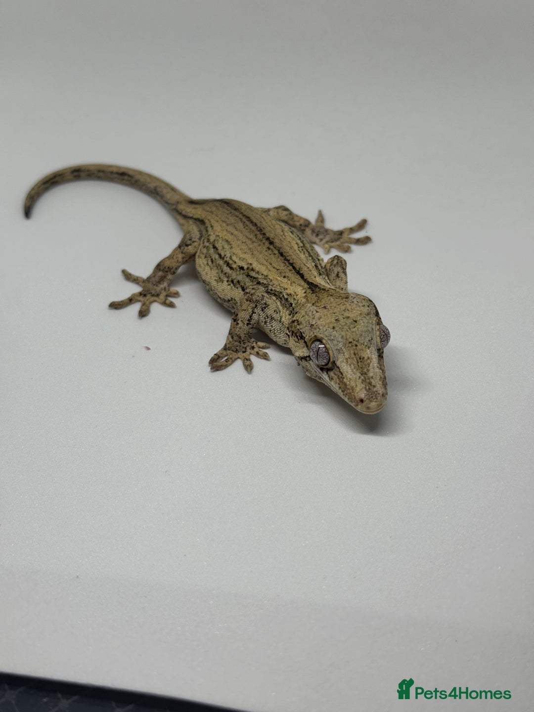 Gecko reptiles for sale: Gargoyle Geckos  - Image 6