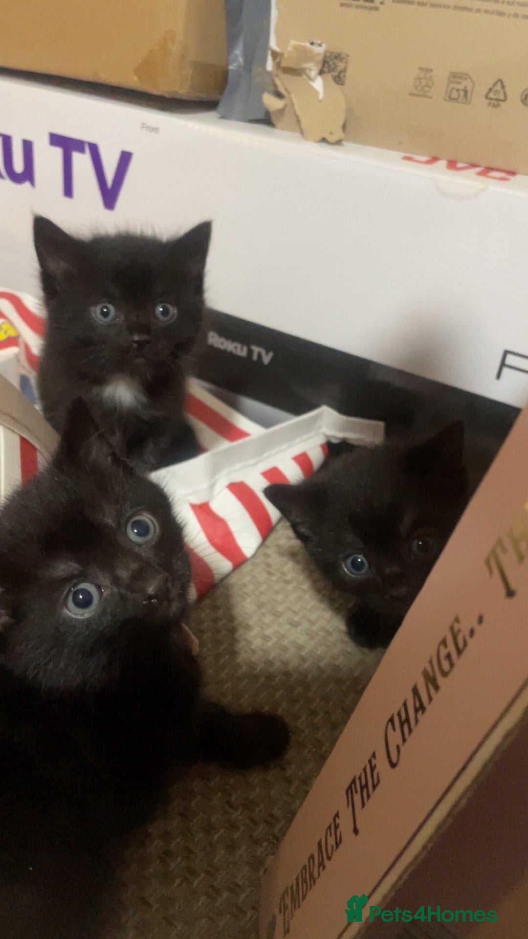 British Shorthair cats for sale: 3 beautiful kittens for sale - Image 1