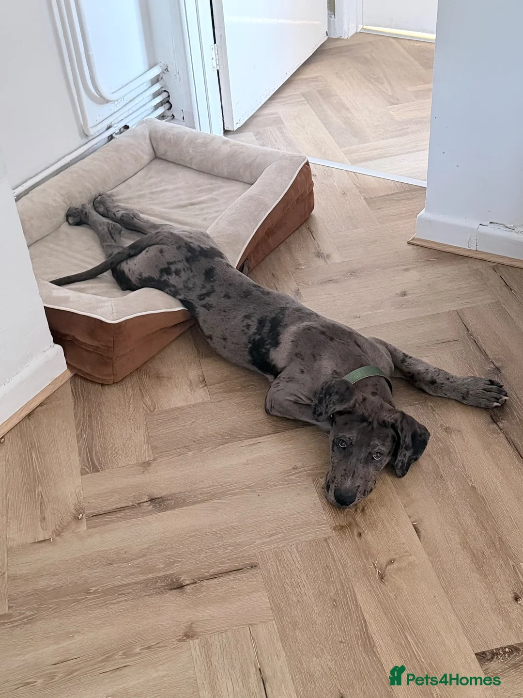 Mixed Breed dogs for sale: Hendrix in Newbury - Advert 2