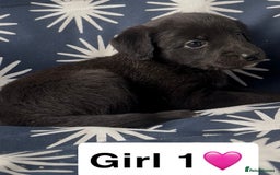 Mixed Breed dogs for sale: Bedlington whippet puppies - Image 8
