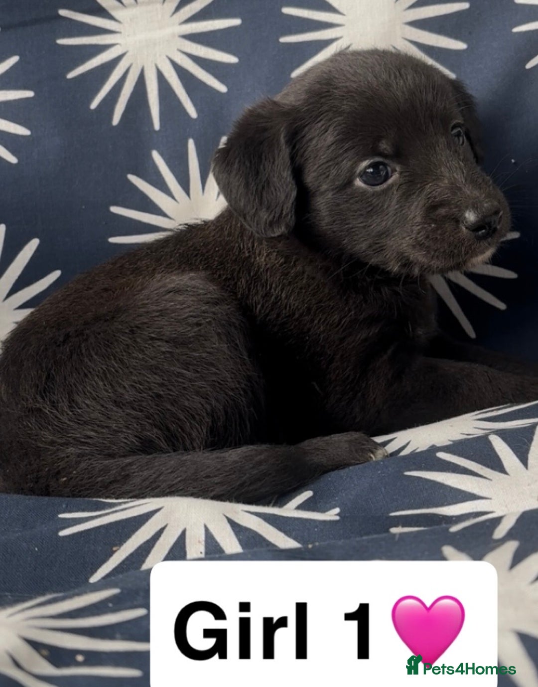 Mixed Breed dogs for sale: Bedlington whippet puppies - Image 8