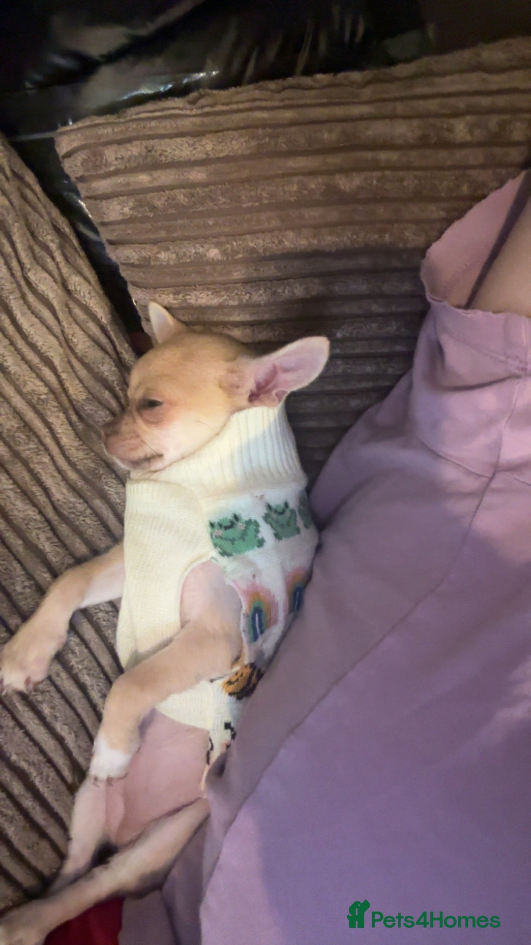 Chihuahua dogs for sale: XXS teacup chihuahua girl  - Image 15