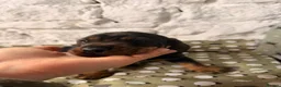 Dachshund dogs for sale: One boy left Amazing dachshunds puppies  - Advert 3