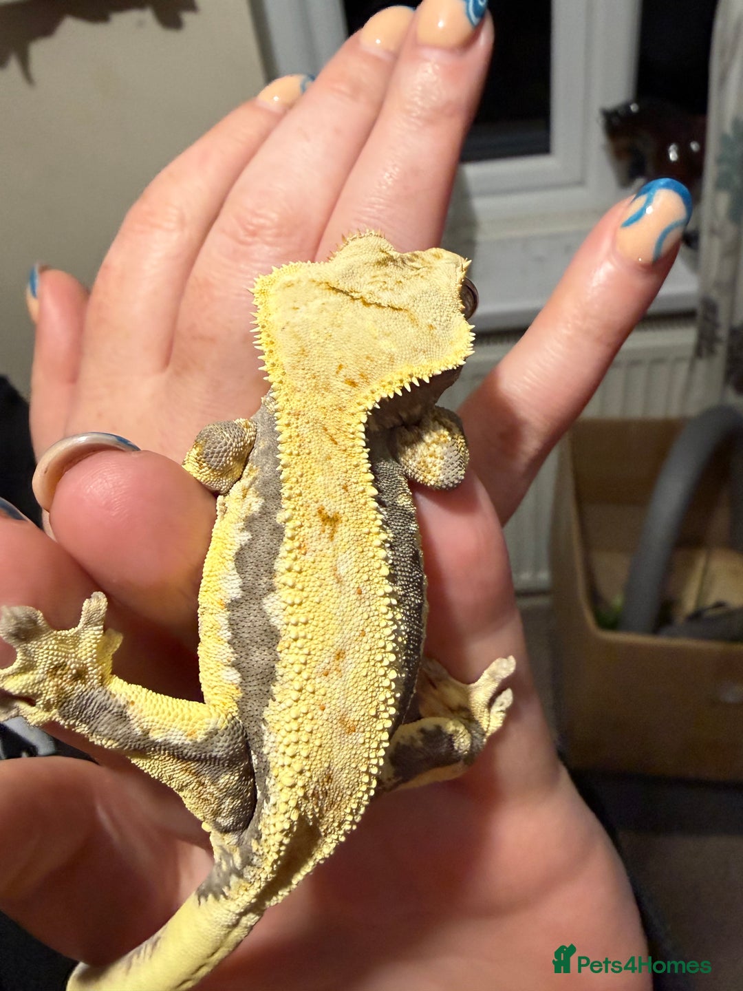 Gecko reptiles for sale: 🔥🔥 Female Lilywhite 🔥🔥🔥 - Advert 3