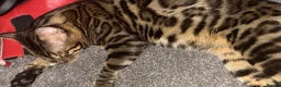 Bengal cats for sale: Male Benegal cat for sale  in Keighley - Advert 4