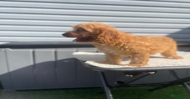 Cockapoo dogs - Advert 7