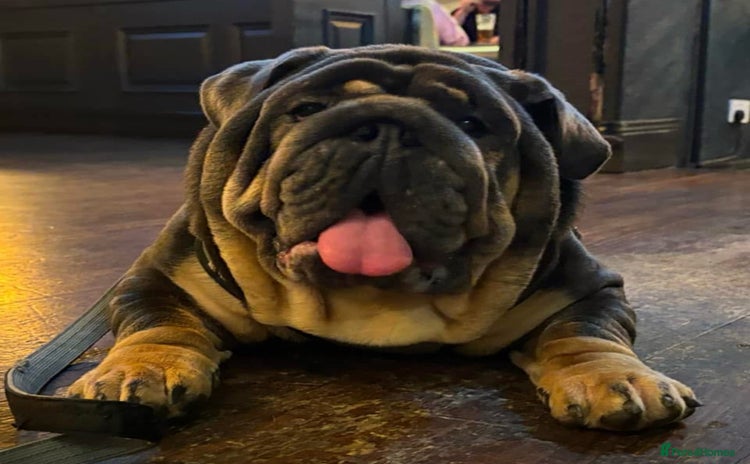 English Bulldog dogs - Advert 2
