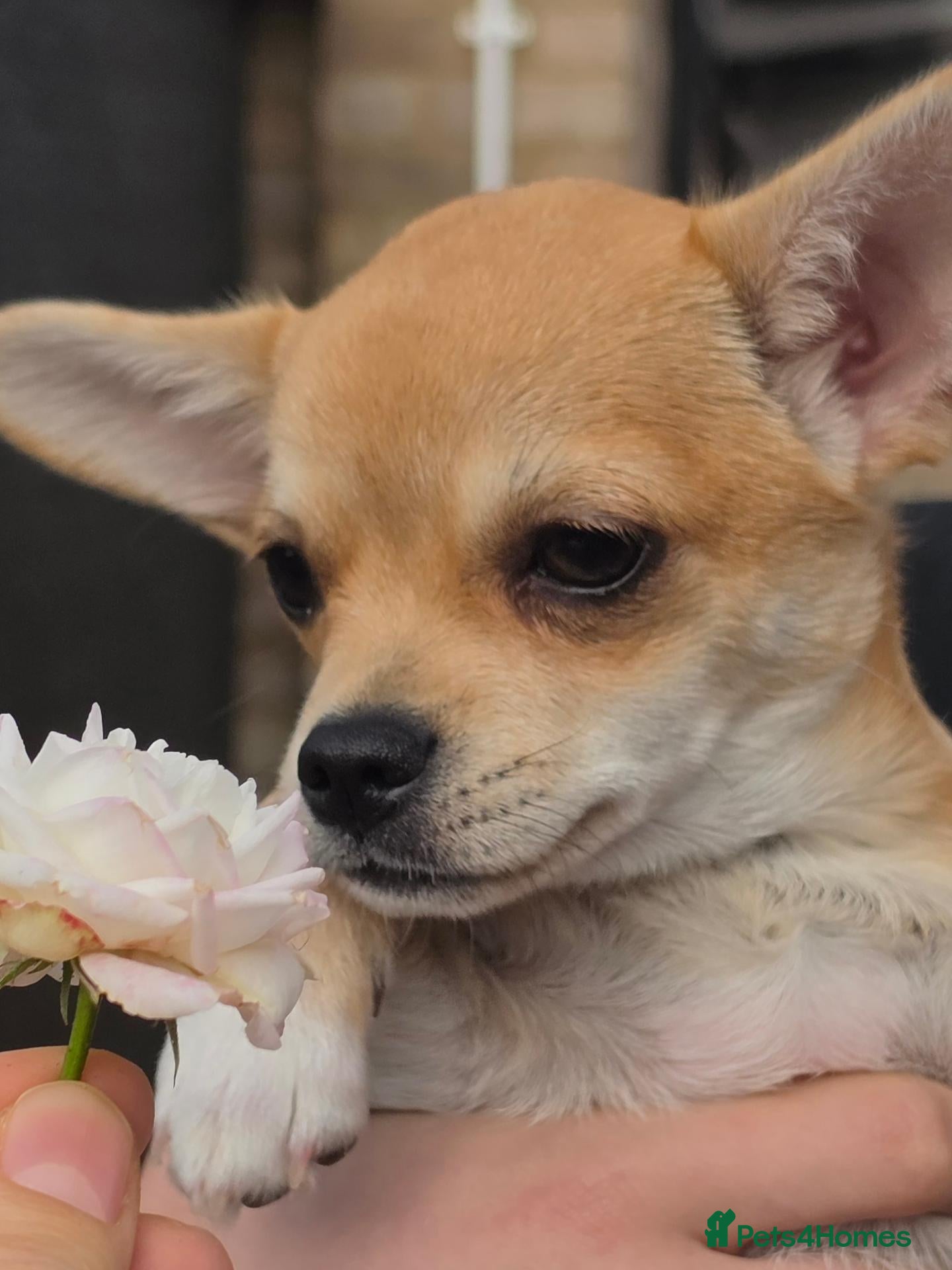 Chihuahua dogs 🐾Chihuahua Girl ready for forever loving homes - Advert 1