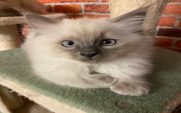 Ragdoll cats for sale: Ragdoll kittens boys and girls - Image 21
