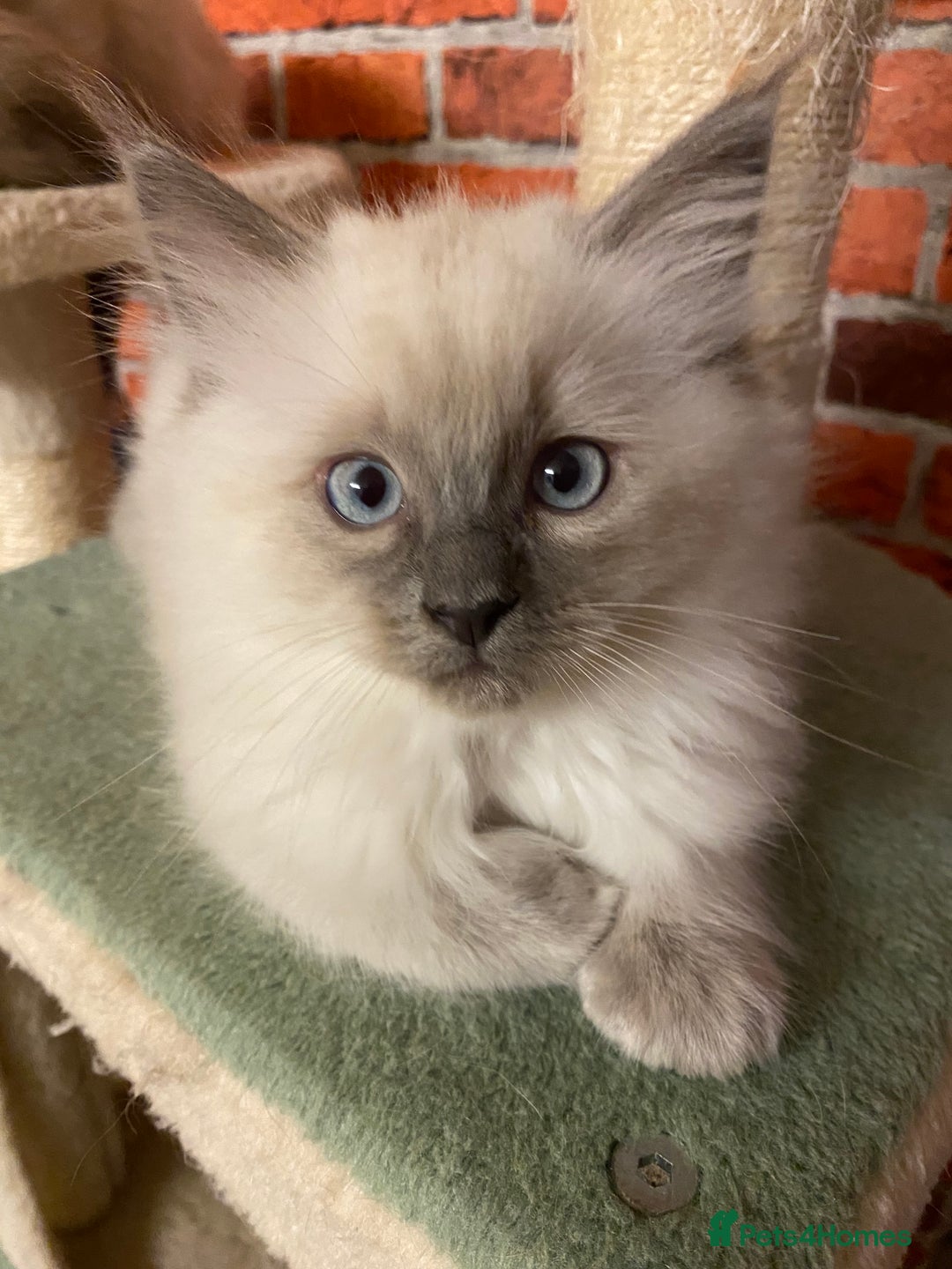 Ragdoll cats for sale: Ragdoll kittens boys and girls - Image 21