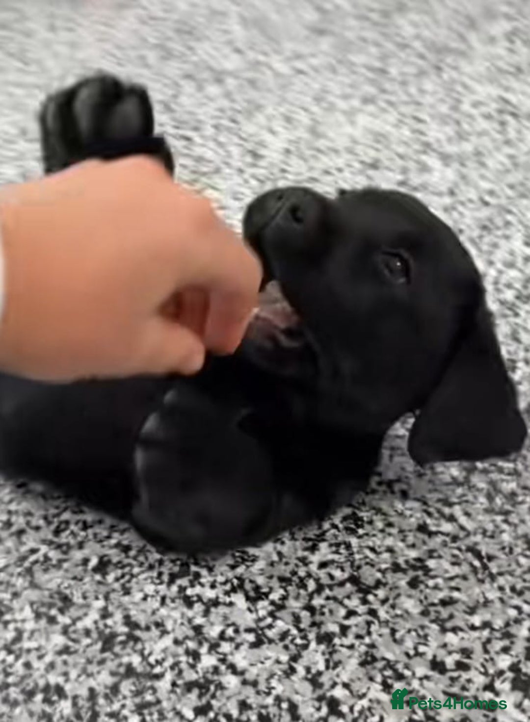 Labrador Retriever dogs for sale: Beautiful Labrador puppies for sale - Advert 9