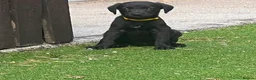 Mixed Breed dogs for sale: Beautiful F1 Bedlington Whippet  in Bradford - Advert 16