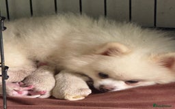 Pomeranian dogs for sale: Super quite Kc Pomeranians puppies(1 boy available - Image 10