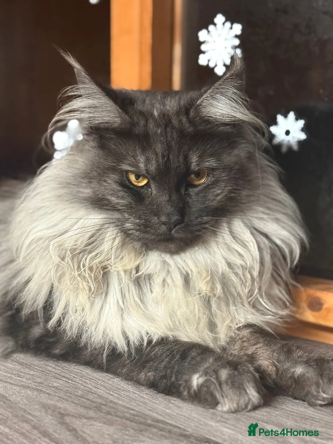 Maine Coon cats for sale: Anderpride waiting list is open 📣.  - Advert 1