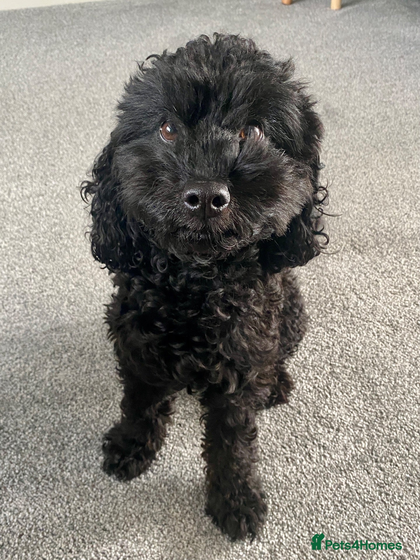 Cockapoo dogs Henry - an adorable and loveable cockapoo - Advert 13