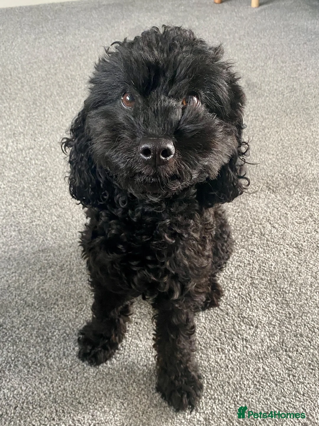 Cockapoo dogs for sale: Henry - an adorable and loveable cockapoo in Biggleswade - Advert 1