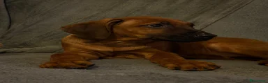 Rhodesian Ridgeback 1