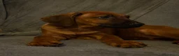 Rhodesian Ridgeback dogs for sale: KC Rhodesian Ridgebacks - Advert 9