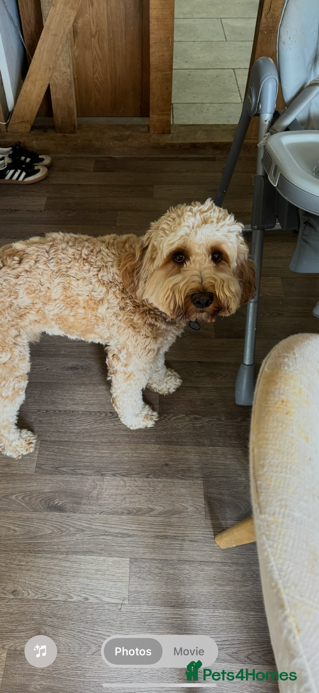 Aussiedoodle dogs for sale: Australian labradoodle puppies  - Image 7