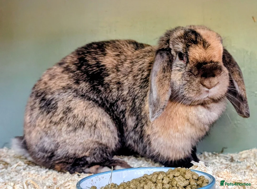 Mini Lop rabbits for sale: 2 mini lops  - Advert 1