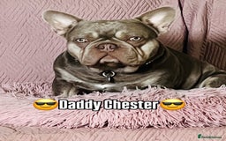 French Bulldog dogs for stud: Stunning Isabella & Tan boy fluffy L4 for Stud in Dundee - Image 3