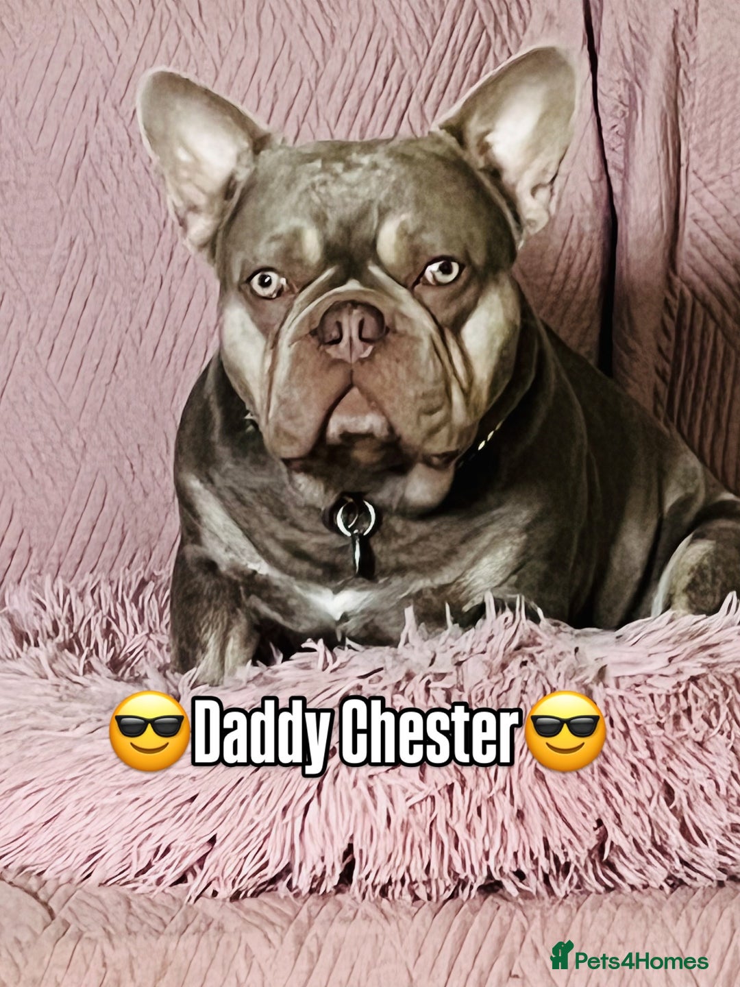 French Bulldog dogs for stud: Stunning Isabella & Tan boy fluffy L4 for Stud in Dundee - Image 3