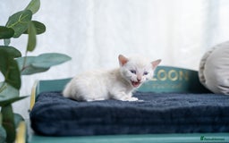 Bengal cats for sale: 3 Snow Bengal Boys-Gorgeous-TICA-Ready in November - Image 15