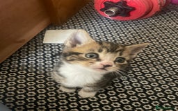 Mixed Breed cats for sale: 6 kittens for sale  - Image 9