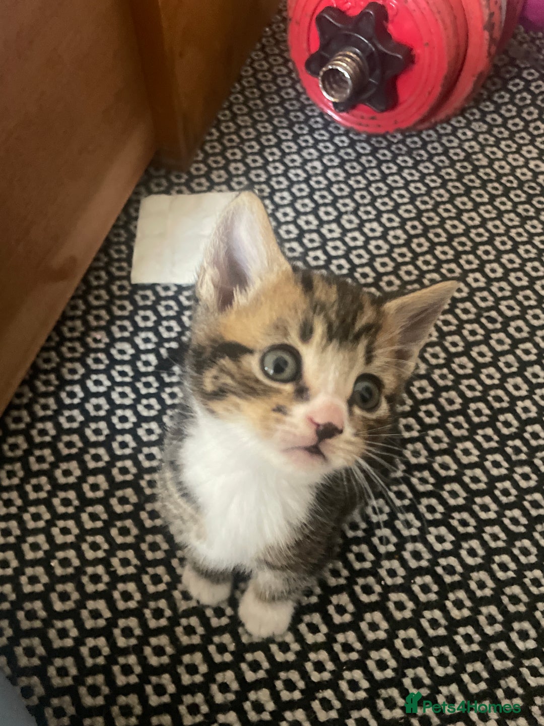 Mixed Breed cats for sale: 6 kittens for sale  - Image 9