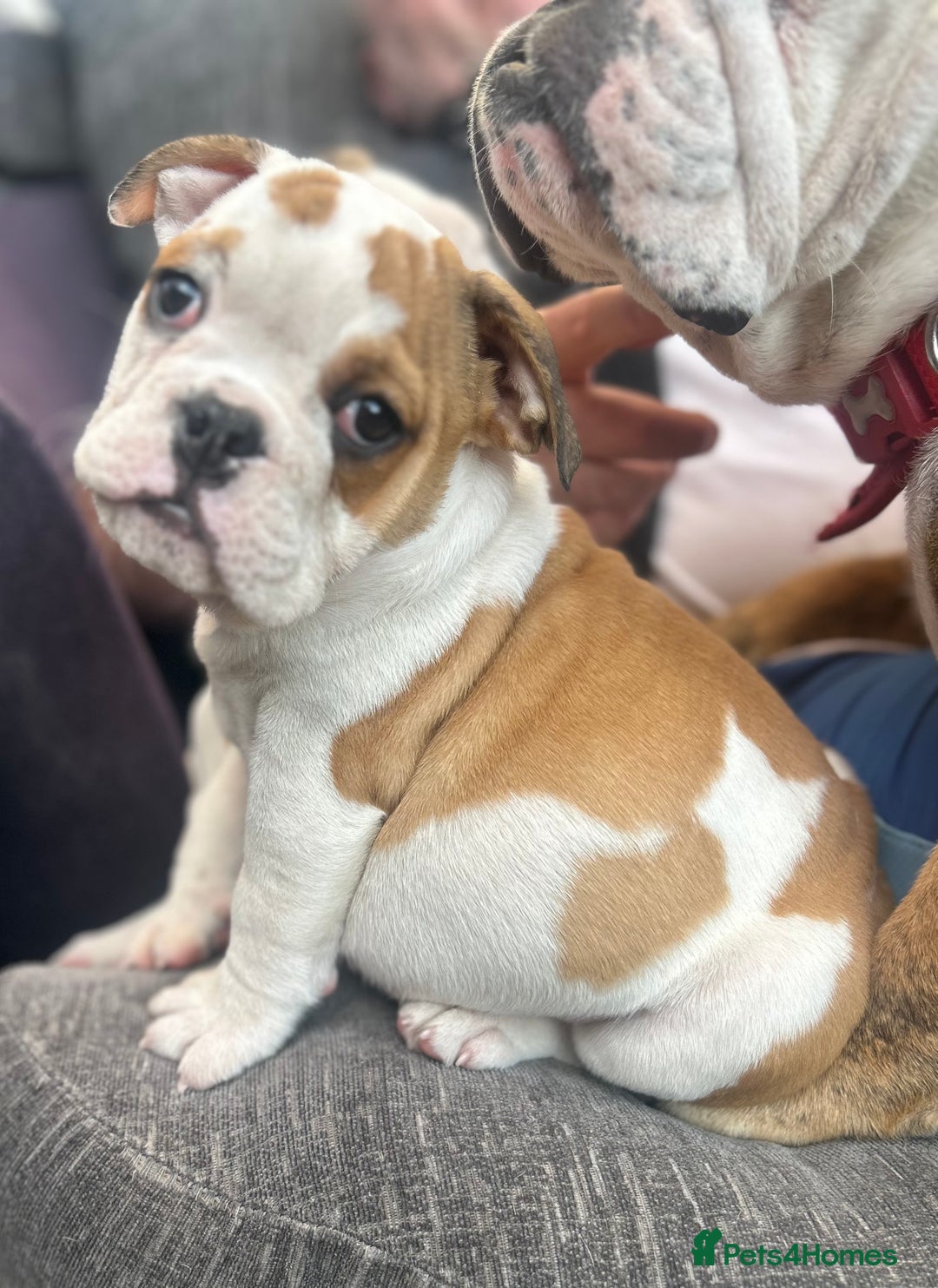 English Bulldog dogs for sale: English bulldogs  - Image 15