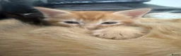Mixed Breed cats for sale: 2 kittens  in Havant - Advert 7