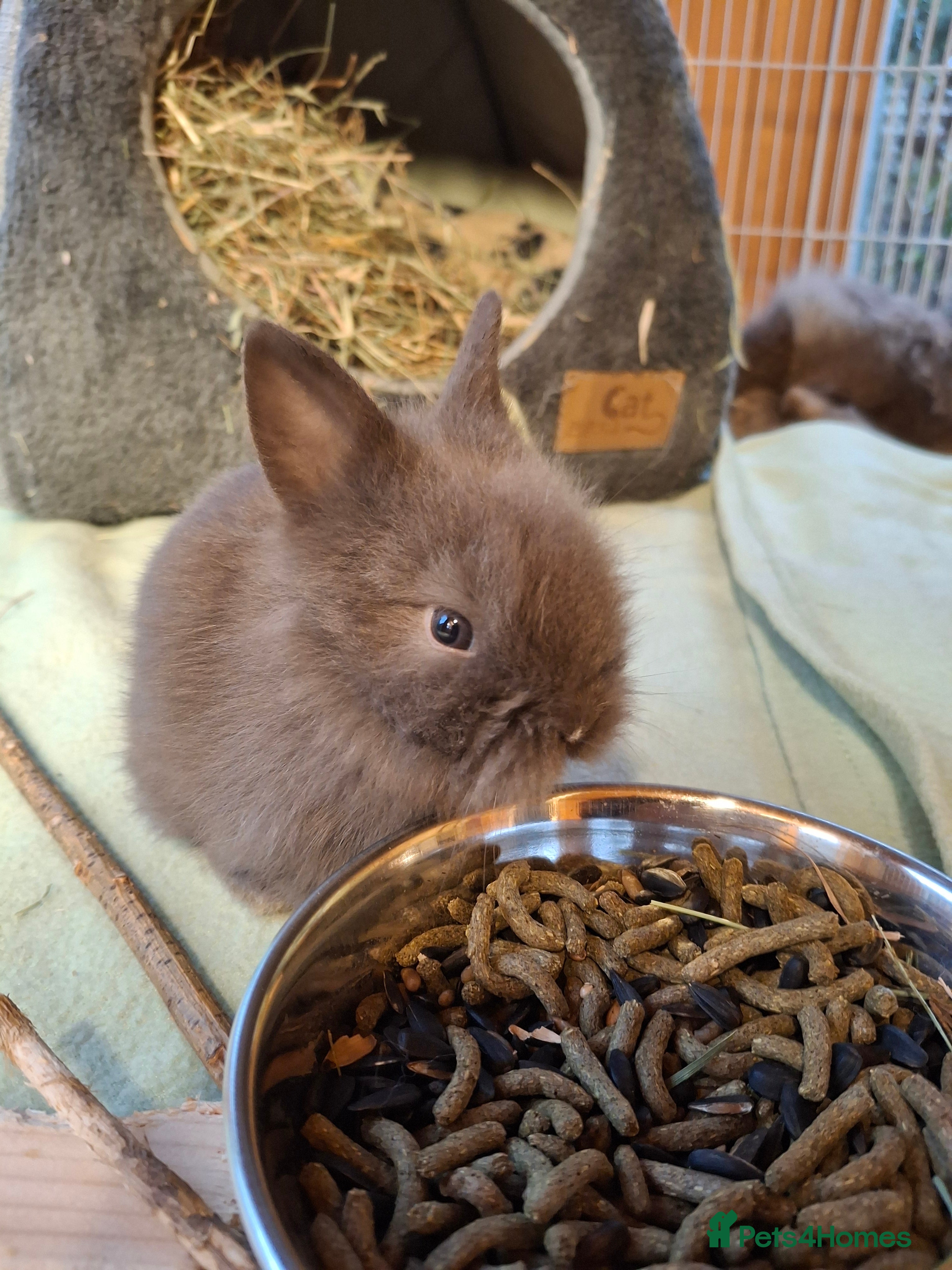 Lionhead rabbits Purebred Lionhead babies - Advert 5
