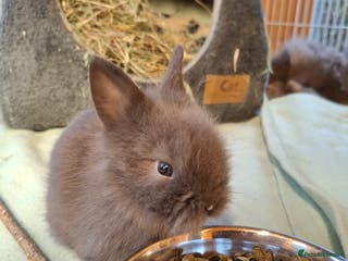 Lionhead rabbits Purebred Lionhead babies - Advert 6