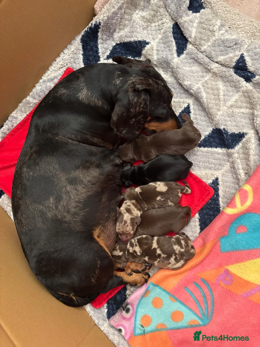Miniature Dachshund dogs for sale: Superb quality KC registered Miniature Dachshunds - Advert 1