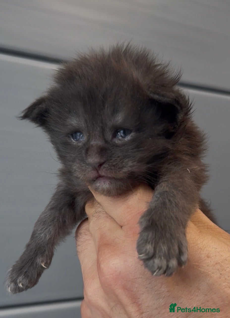 Maine Coon cats for sale: XL black smoke black maine coon kittens - Advert 2