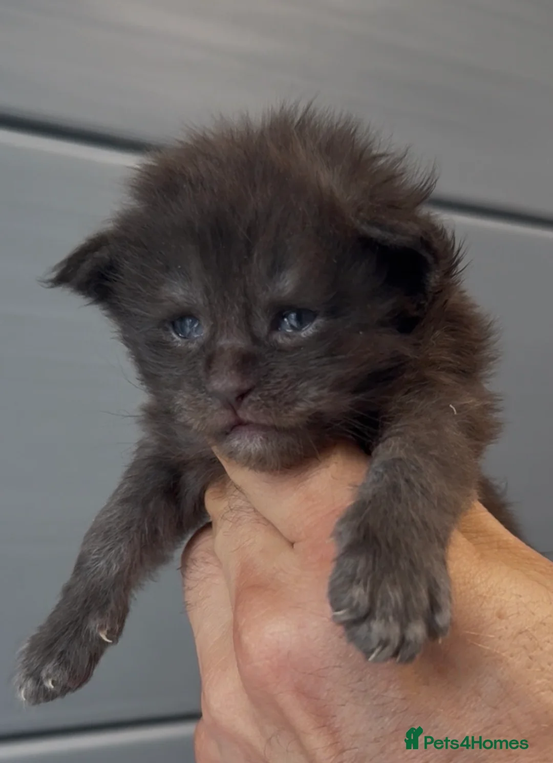 Maine Coon cats for sale: XL black smoke black maine coon kittens - Advert 1